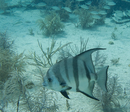 Alantic Spadefish