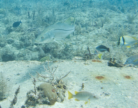 Atlantic Snook and Porkfish