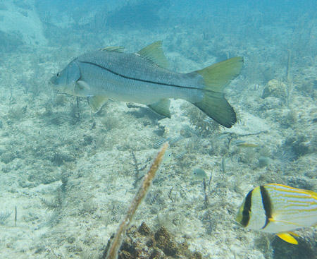 Atlantic Snook and Porkfish 2
