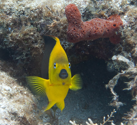 Rock Beauty: Ready for a closeup