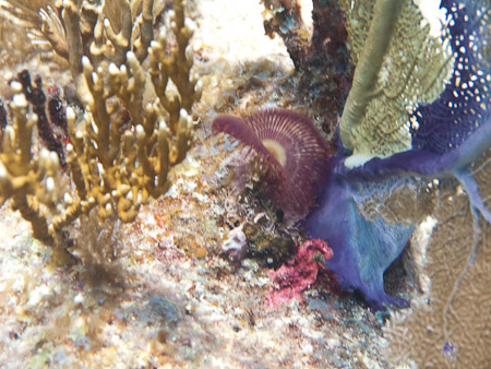 Split-Crown Featherduster