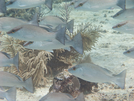 Mangrove Snappers