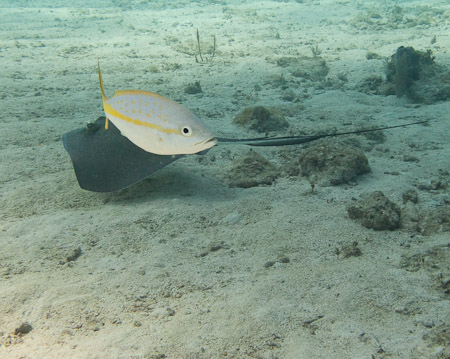 Yellow Snapper and Stingray