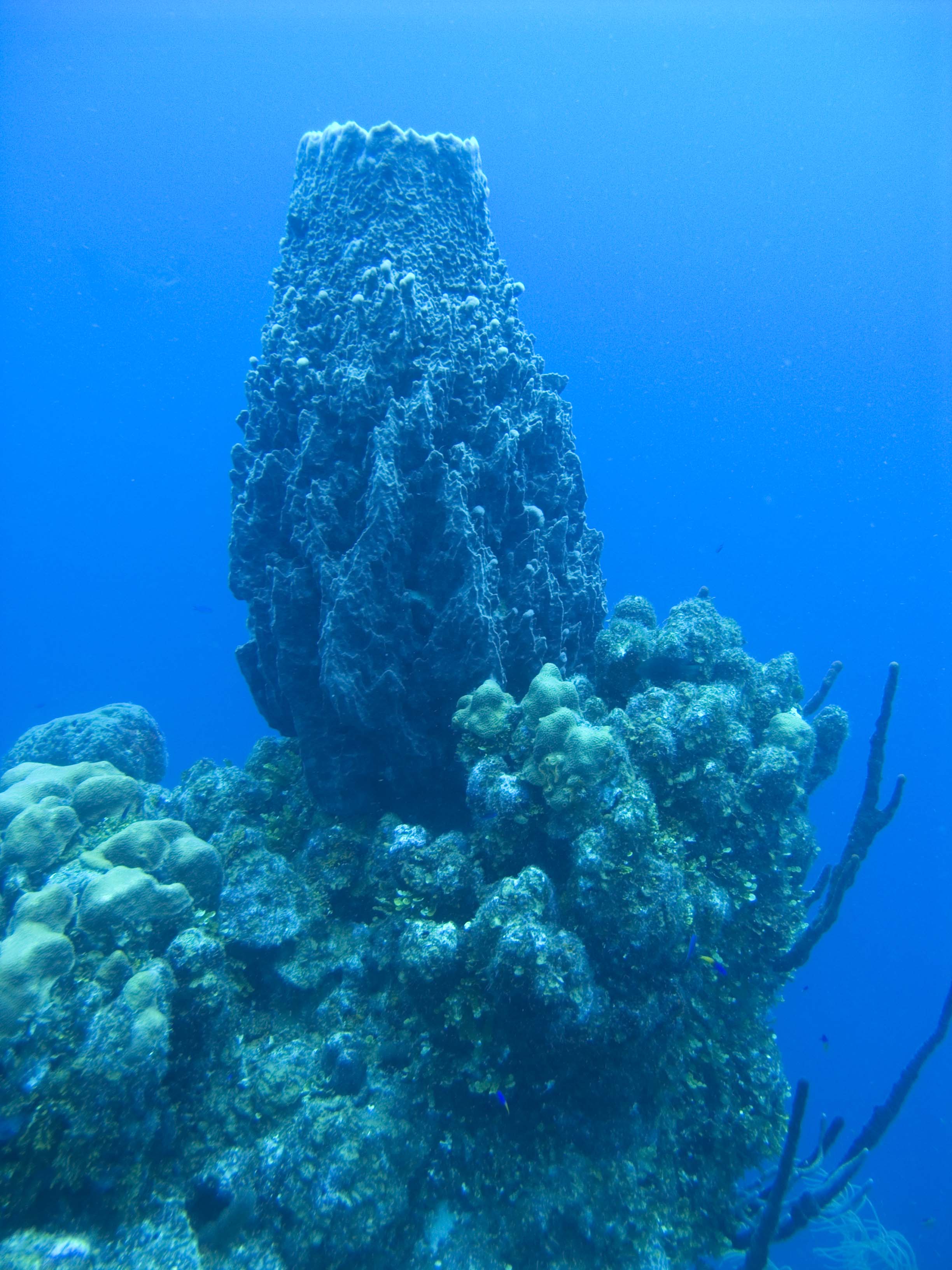 gal/BelizeOct08_3/GiantBarrelSponge.jpg