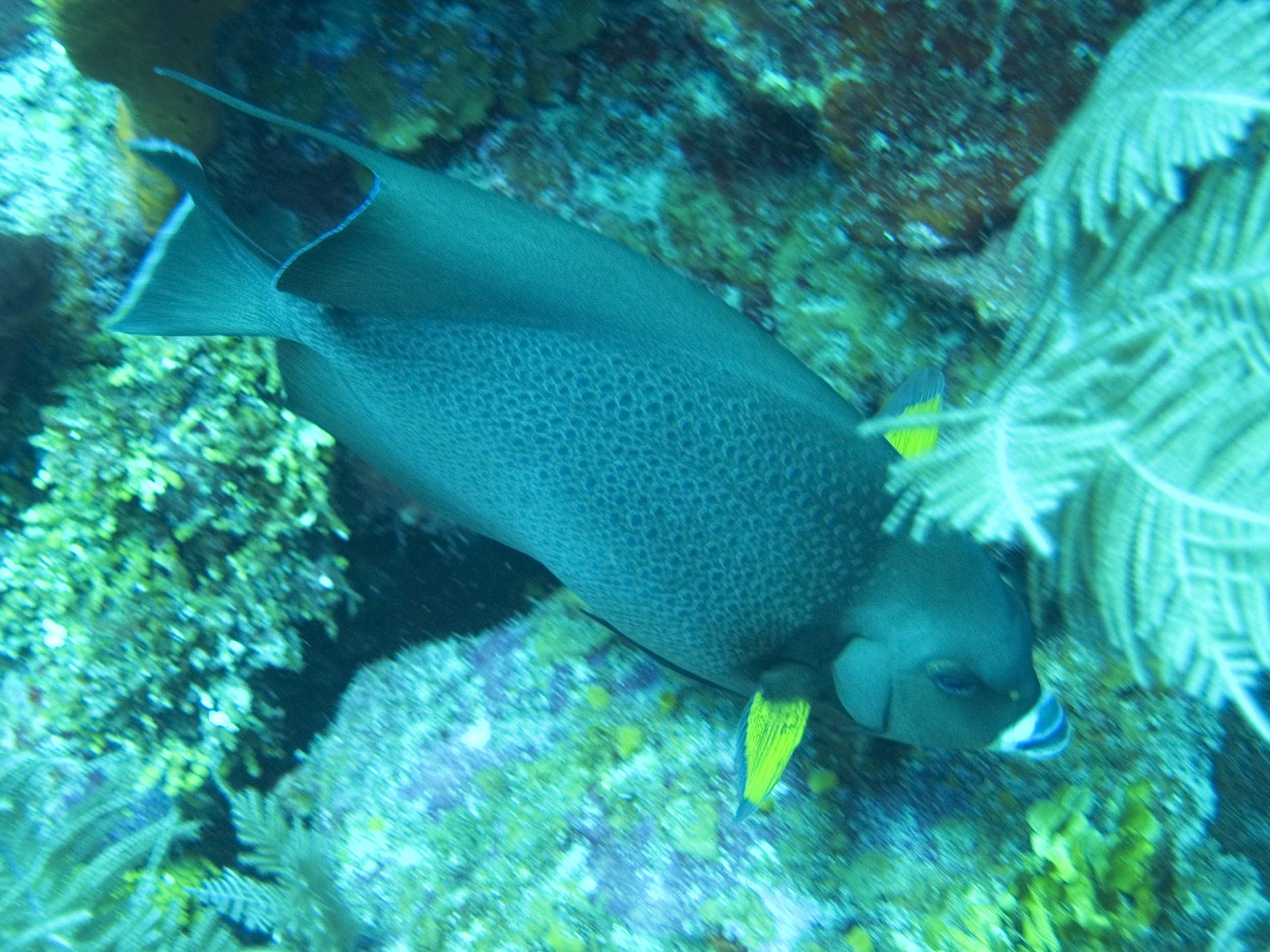 gal/BelizeOct08_3/GrayAngelfish.jpg
