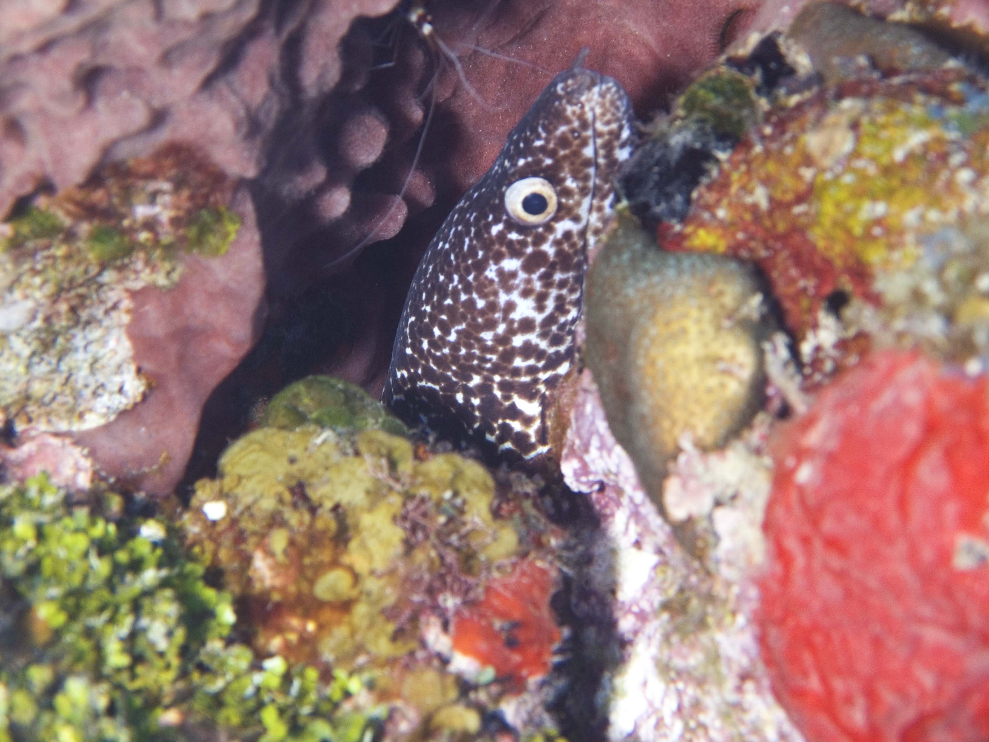 gal/BelizeOct08_3/SpottedMorayEel_2.jpg