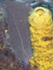 gal/BelizeOct08_3/_thb_Fan_YellowTubeSponge.jpg