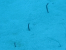 gal/BelizeOct08_3/_thb_GardenEels3.jpg