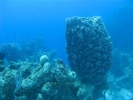 gal/BelizeOct08_3/_thb_GiantBarrelSponge_2.jpg