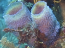 gal/BelizeOct08_3/_thb_NeonBlueVaseSponges.jpg