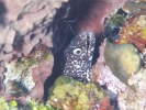 gal/BelizeOct08_3/_thb_SpottedMorayEel.jpg
