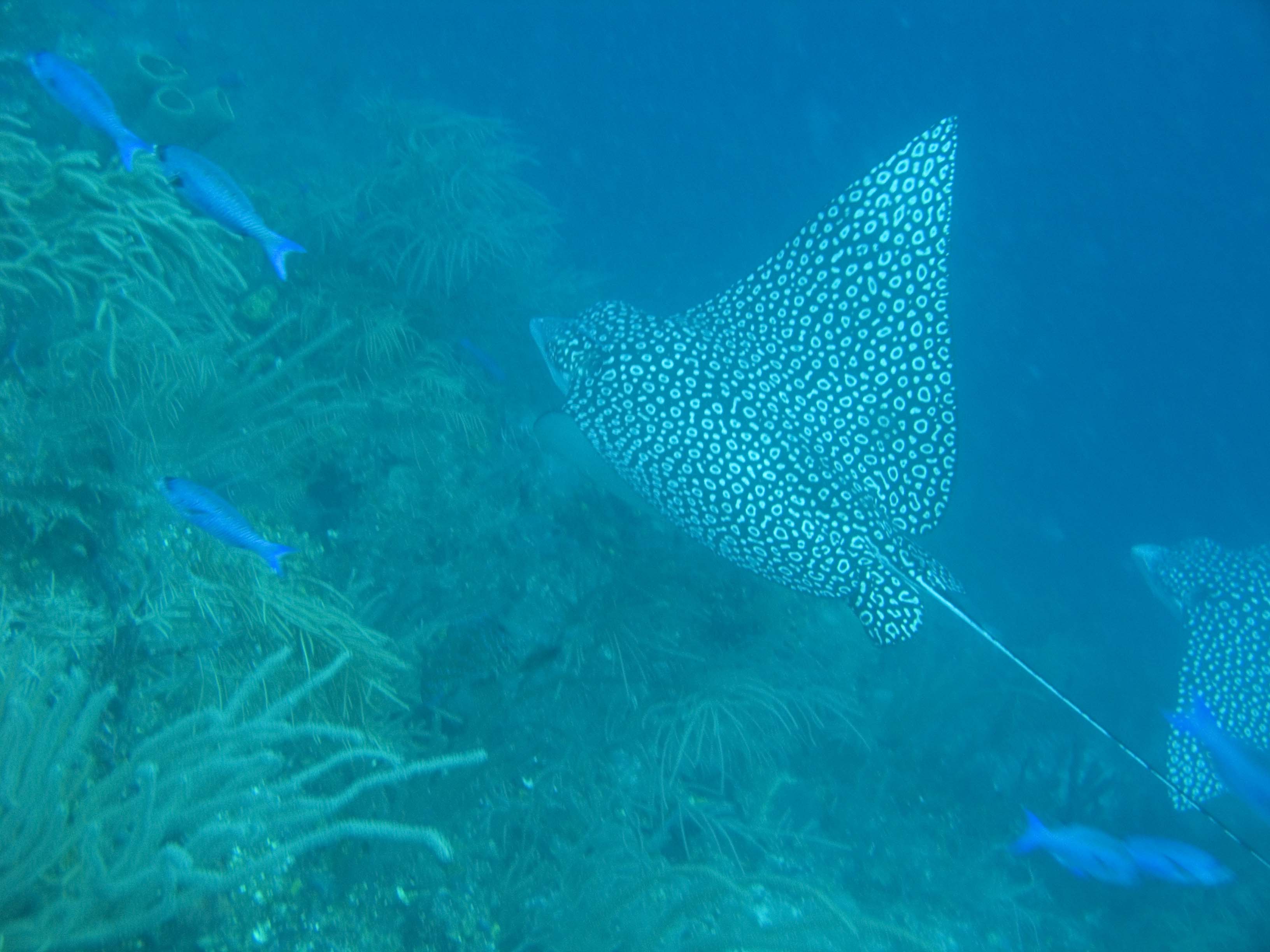 gal/BelizeOct08_4/EagleRay_CreoleWrasse.jpg