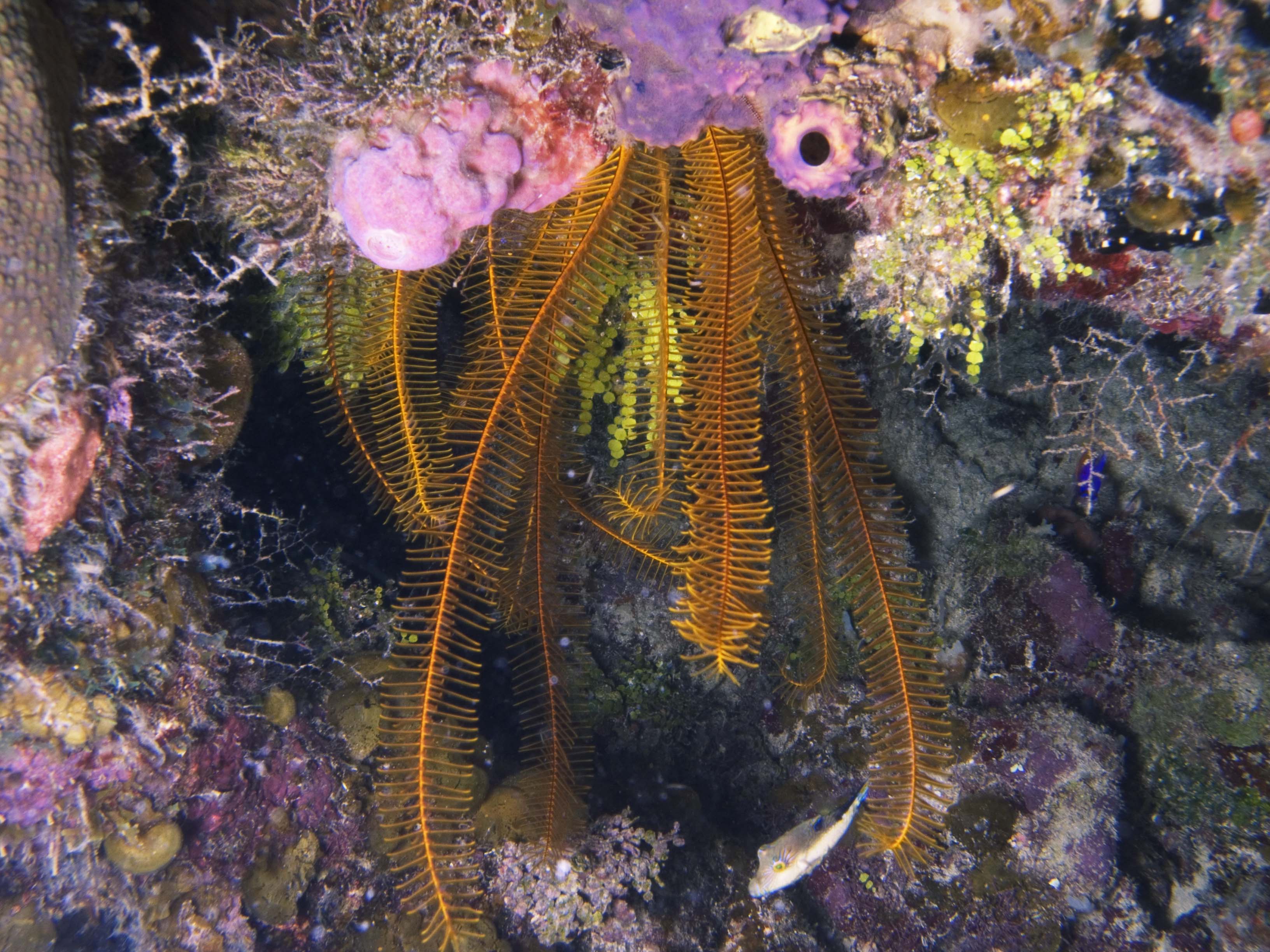 gal/BelizeOct08_4/GoldenCrinoid_Puffer.jpg
