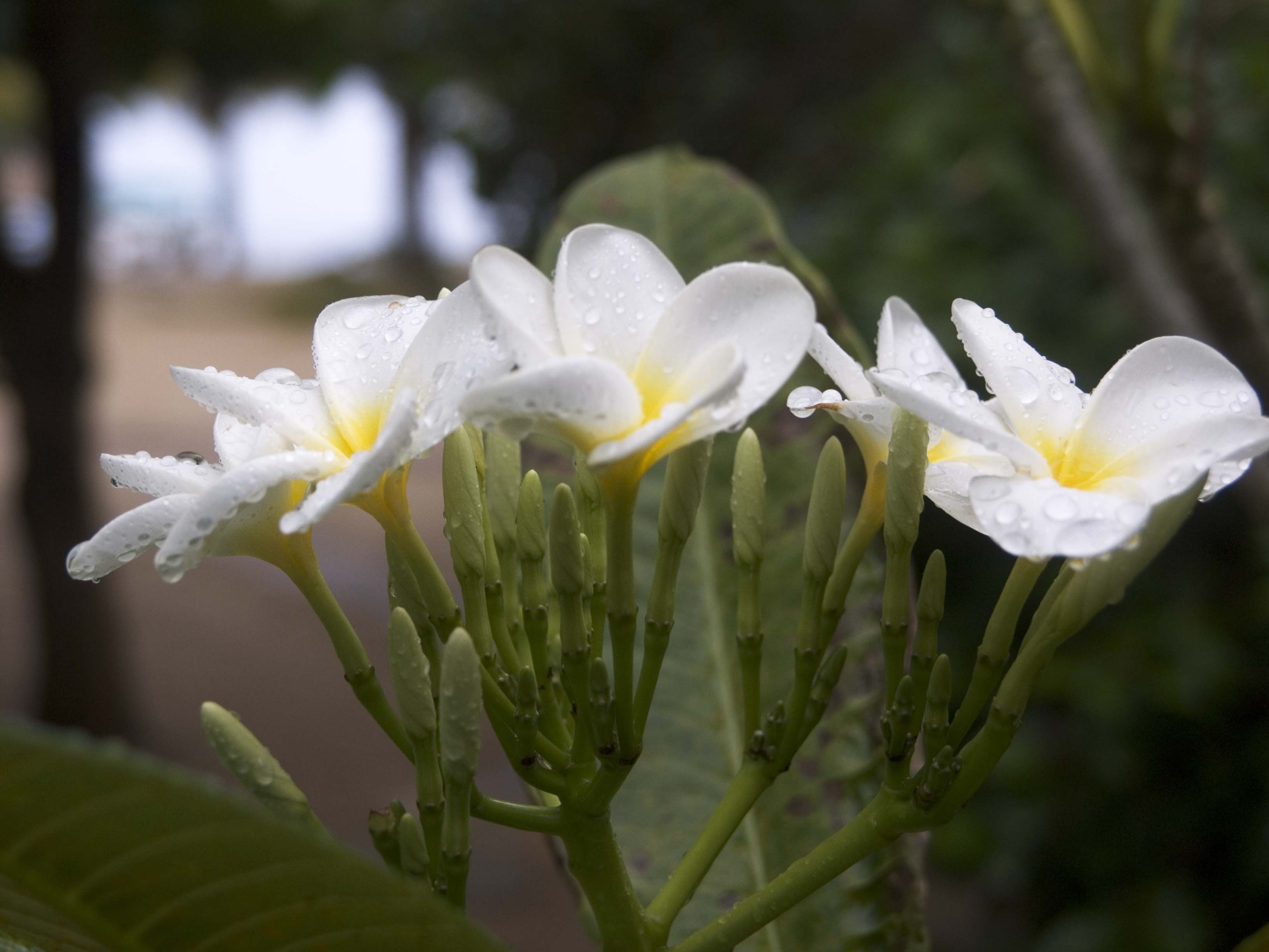 gal/BelizeOct08_4/HamanasiFrangipani.jpg