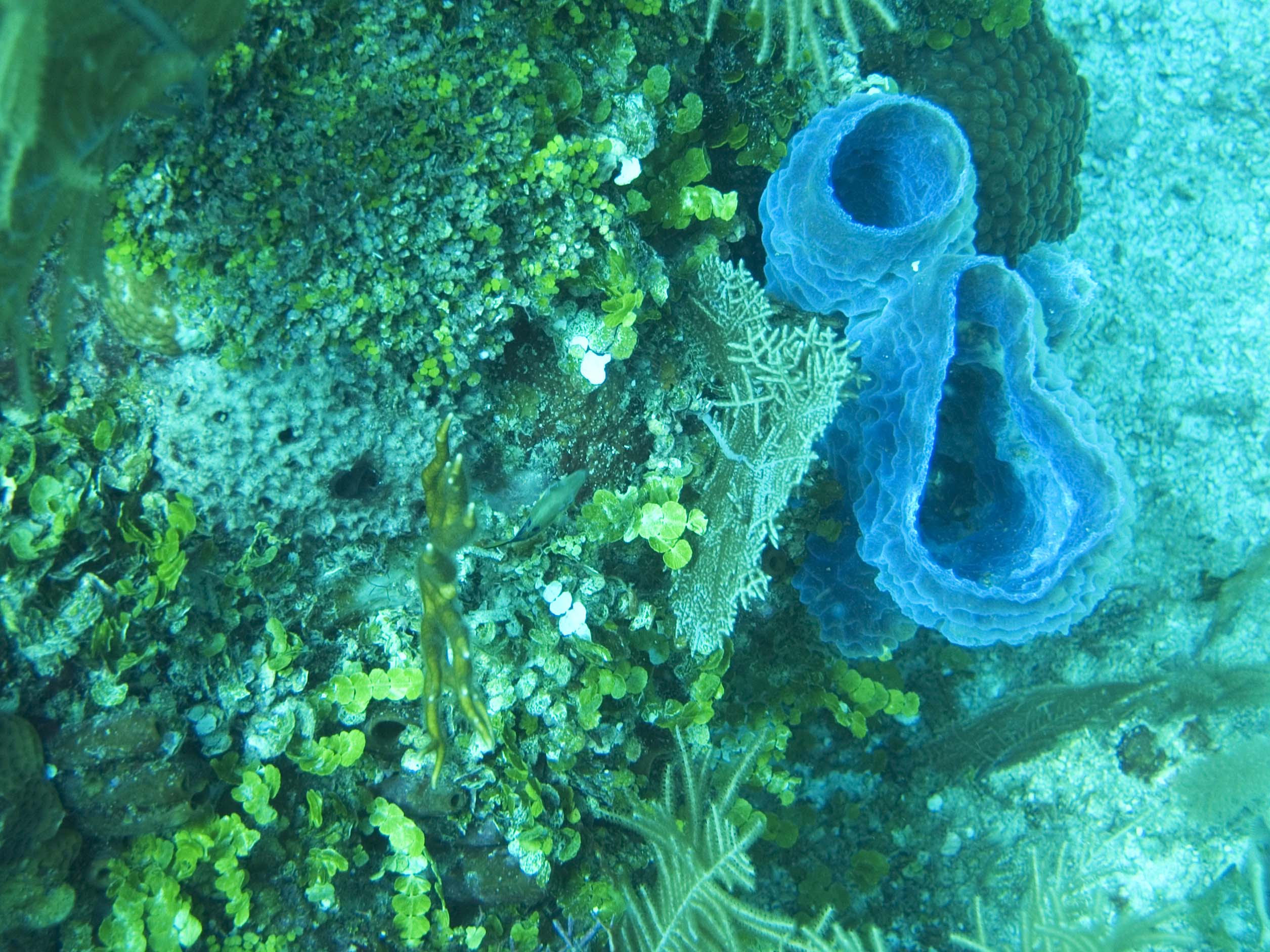 gal/BelizeOct08_4/NeonBlueVaseSponge.jpg