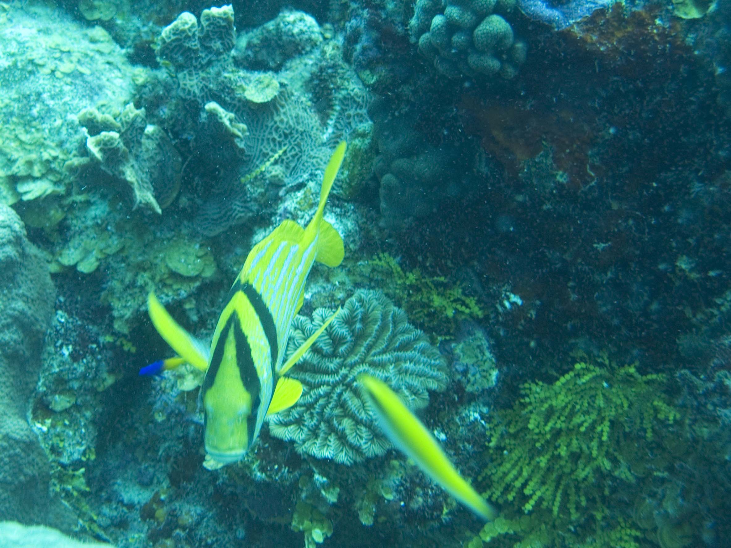 gal/BelizeOct08_4/PorkFish.jpg