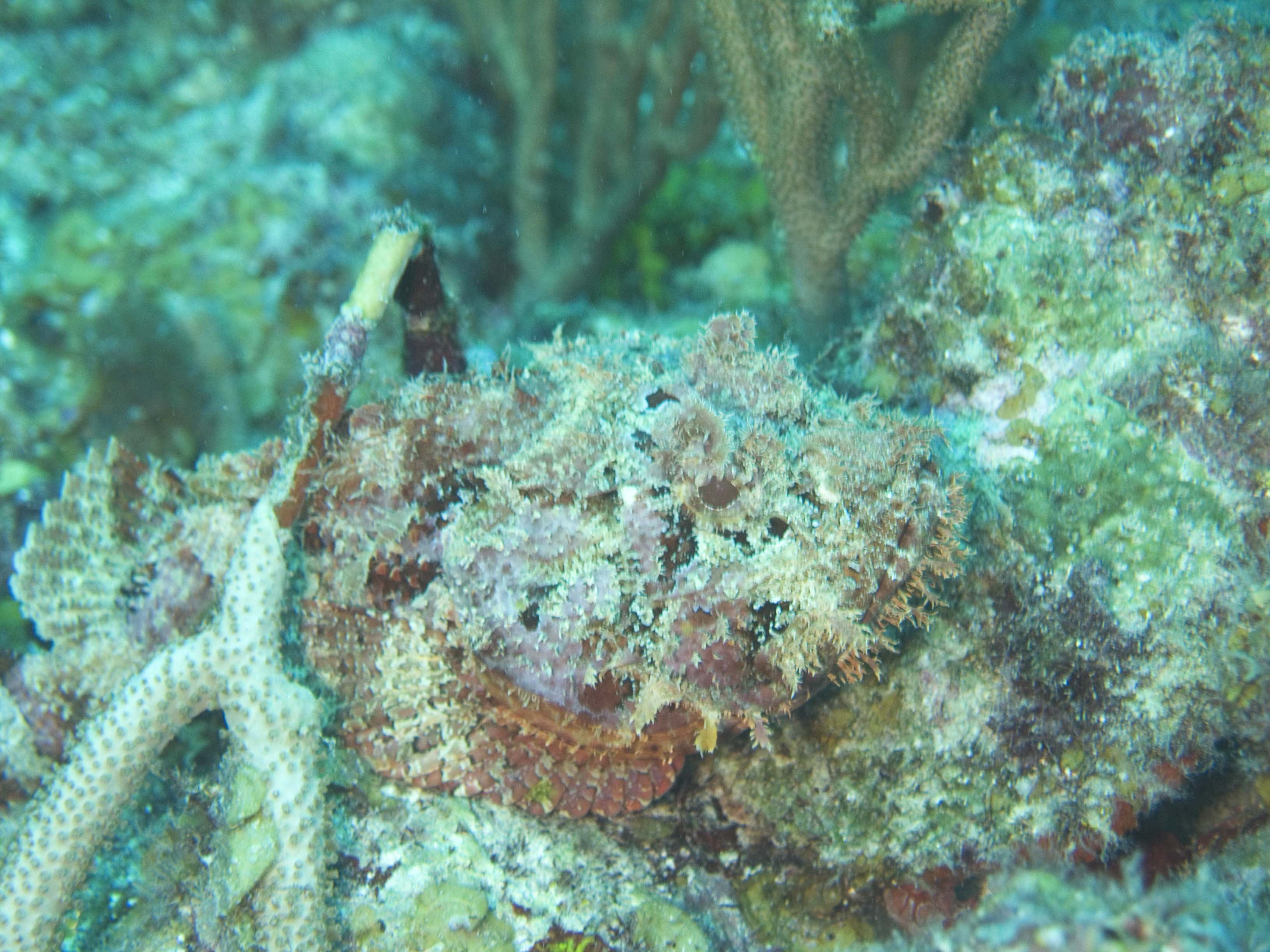 gal/BelizeOct08_4/Scorpionfish_Camoflage_3.jpg