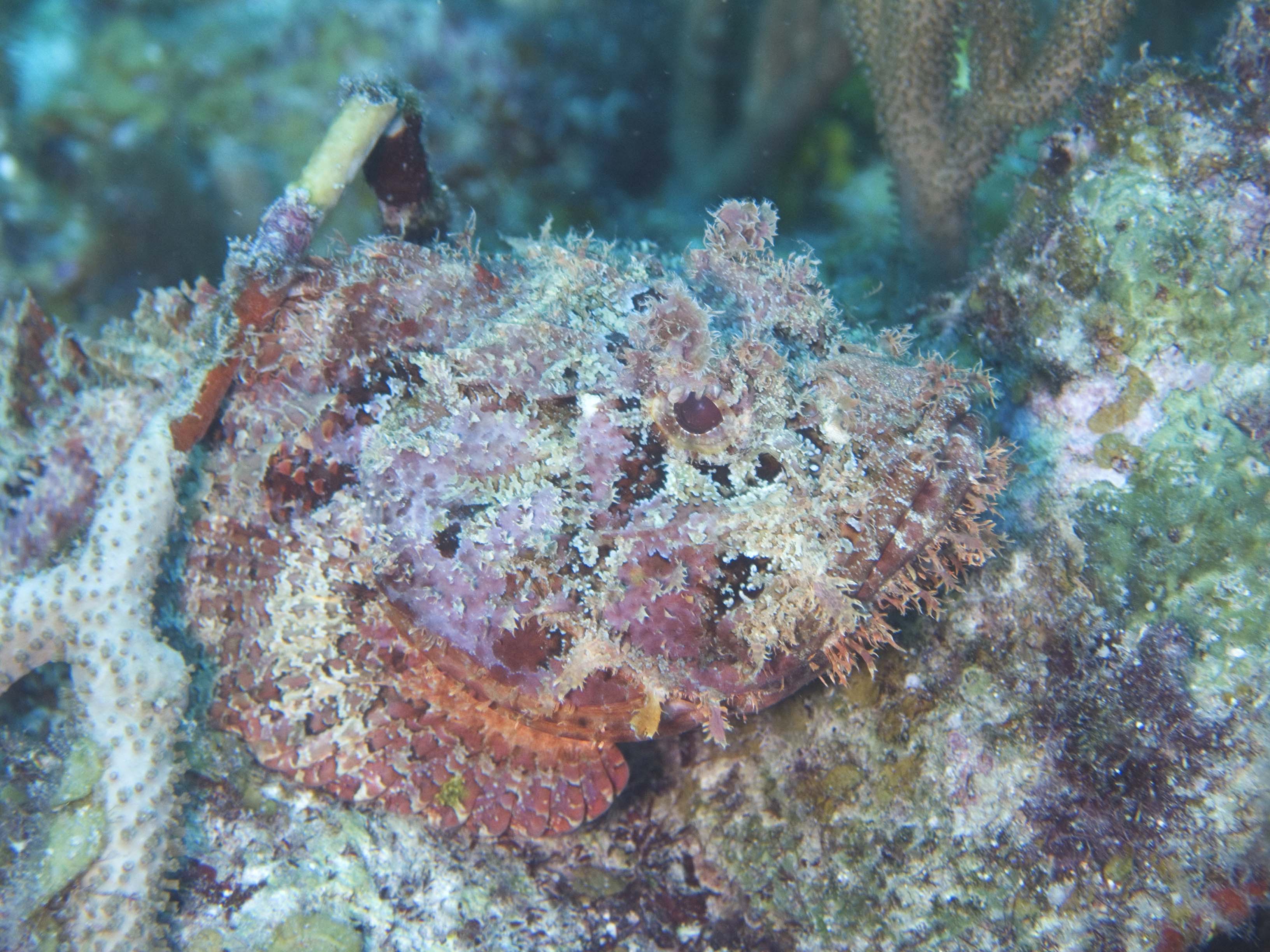 gal/BelizeOct08_4/Scorpionfish_Camoflage_5.jpg