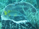 gal/BelizeOct08_4/_thb_SchoolMaster_BarrelSponge.jpg