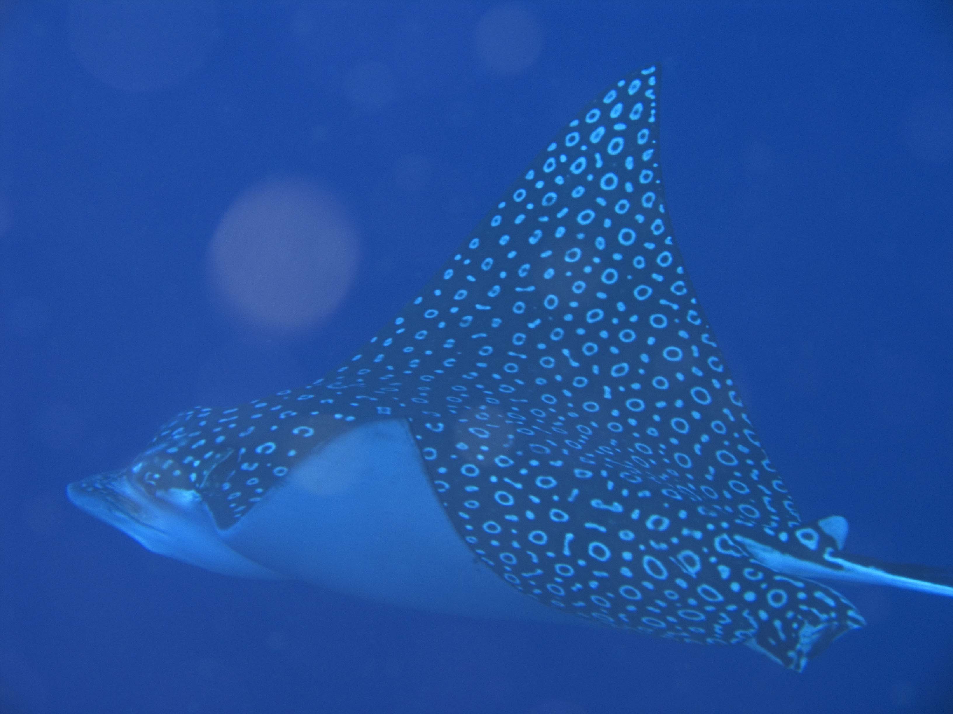 gal/BelizeOct08_5/EagleRay_4.jpg