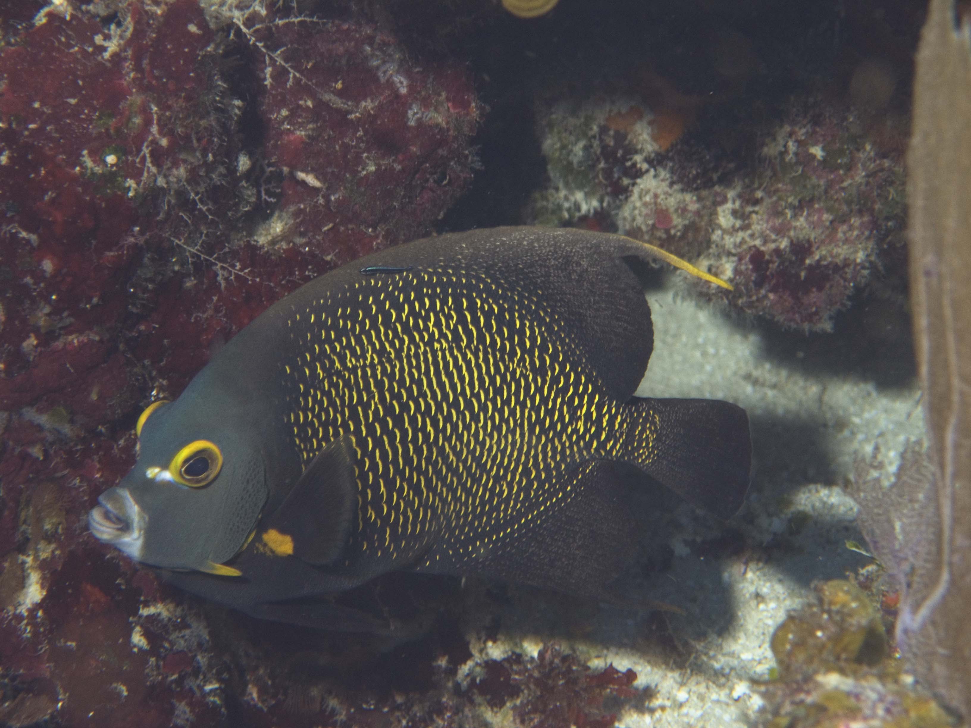 gal/BelizeOct08_5/French_Angelfish.jpg