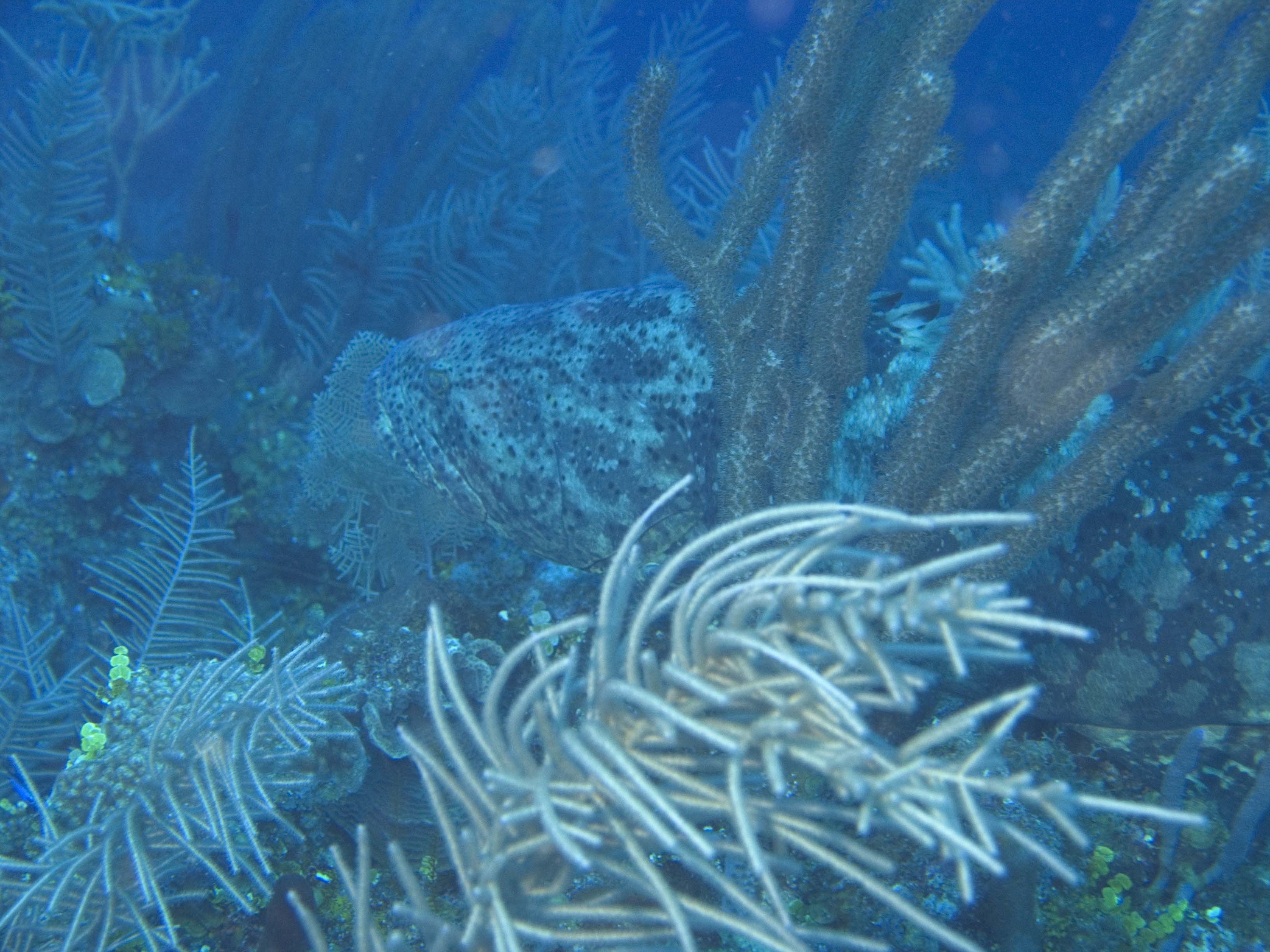gal/BelizeOct08_5/Goliath_Grouper_3.jpg