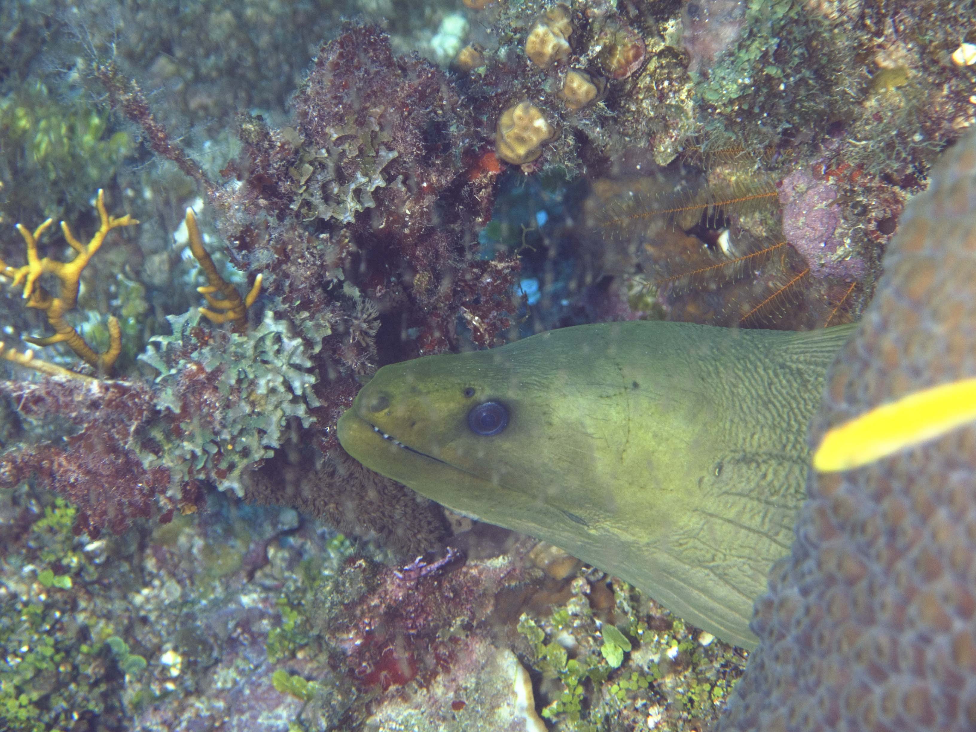 gal/BelizeOct08_5/Green_Moray_2.jpg