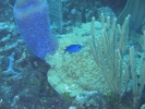 gal/BelizeOct08_5/_thb_Blue_Chromis_and_Vase.jpg