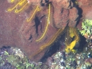 gal/BelizeOct08_5/_thb_GoldenCrinoid_and_Rock_Beauty.jpg