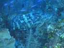 gal/BelizeOct08_5/_thb_Goliath_Grouper_4.jpg