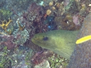gal/BelizeOct08_5/_thb_Green_Moray_2.jpg