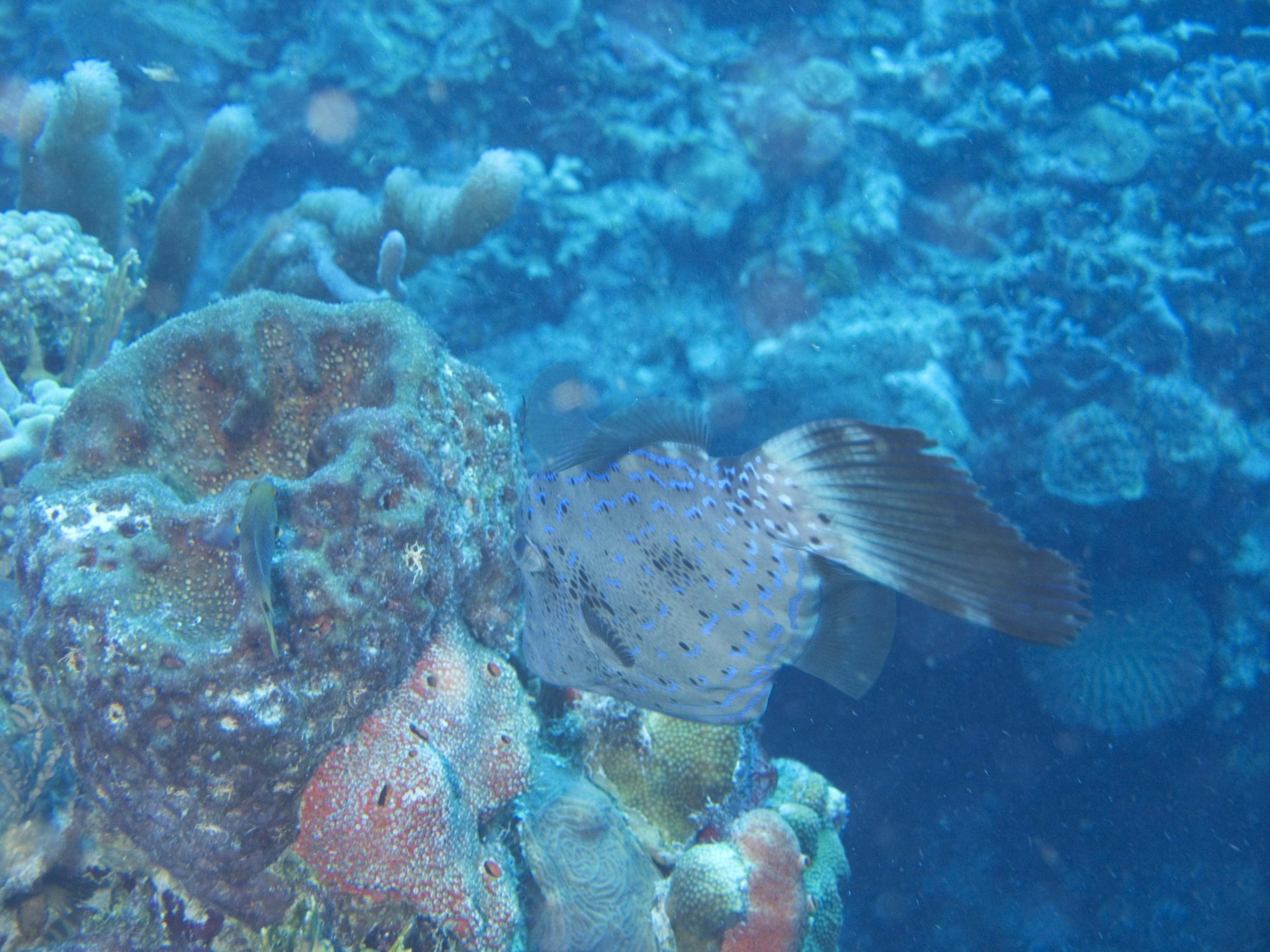 gal/BelizeOct08_6/ScrawledFileFish_2.jpg