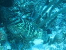 gal/BelizeOct08_6/_thb_Nassau_Grouper_Gobi_Cleaning.jpg