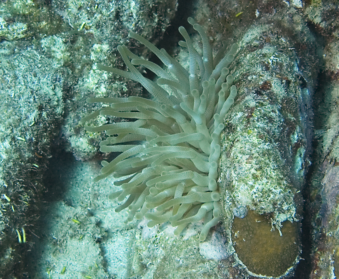 gal/CuracaoFeb09/Anemone_1.jpg