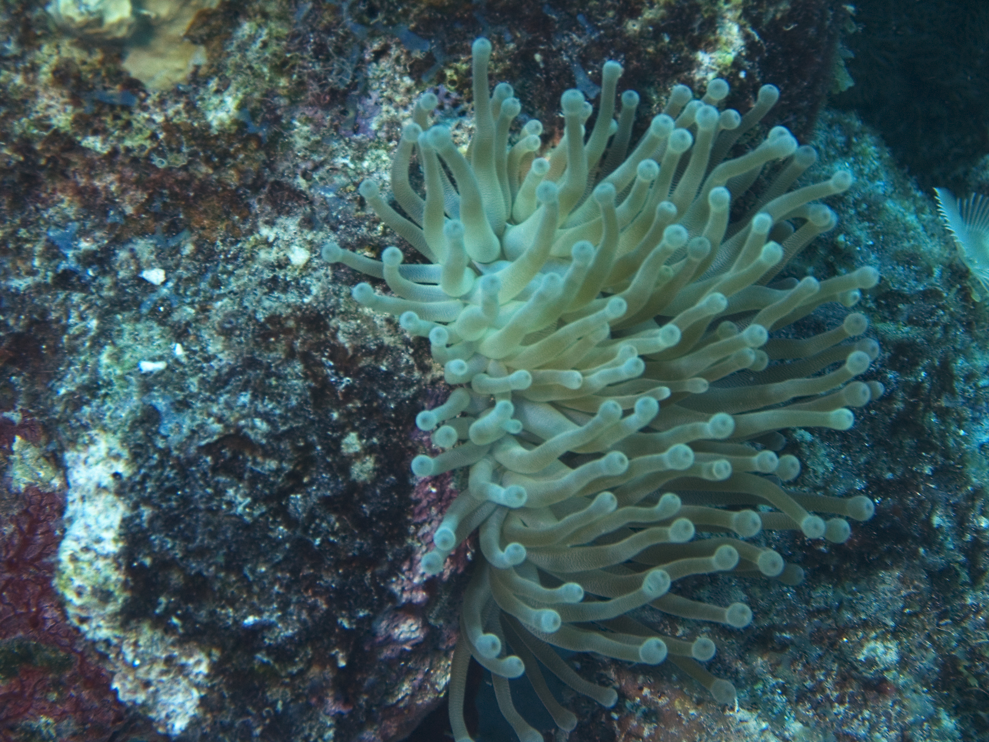 gal/CuracaoFeb09/Anemone_3.jpg
