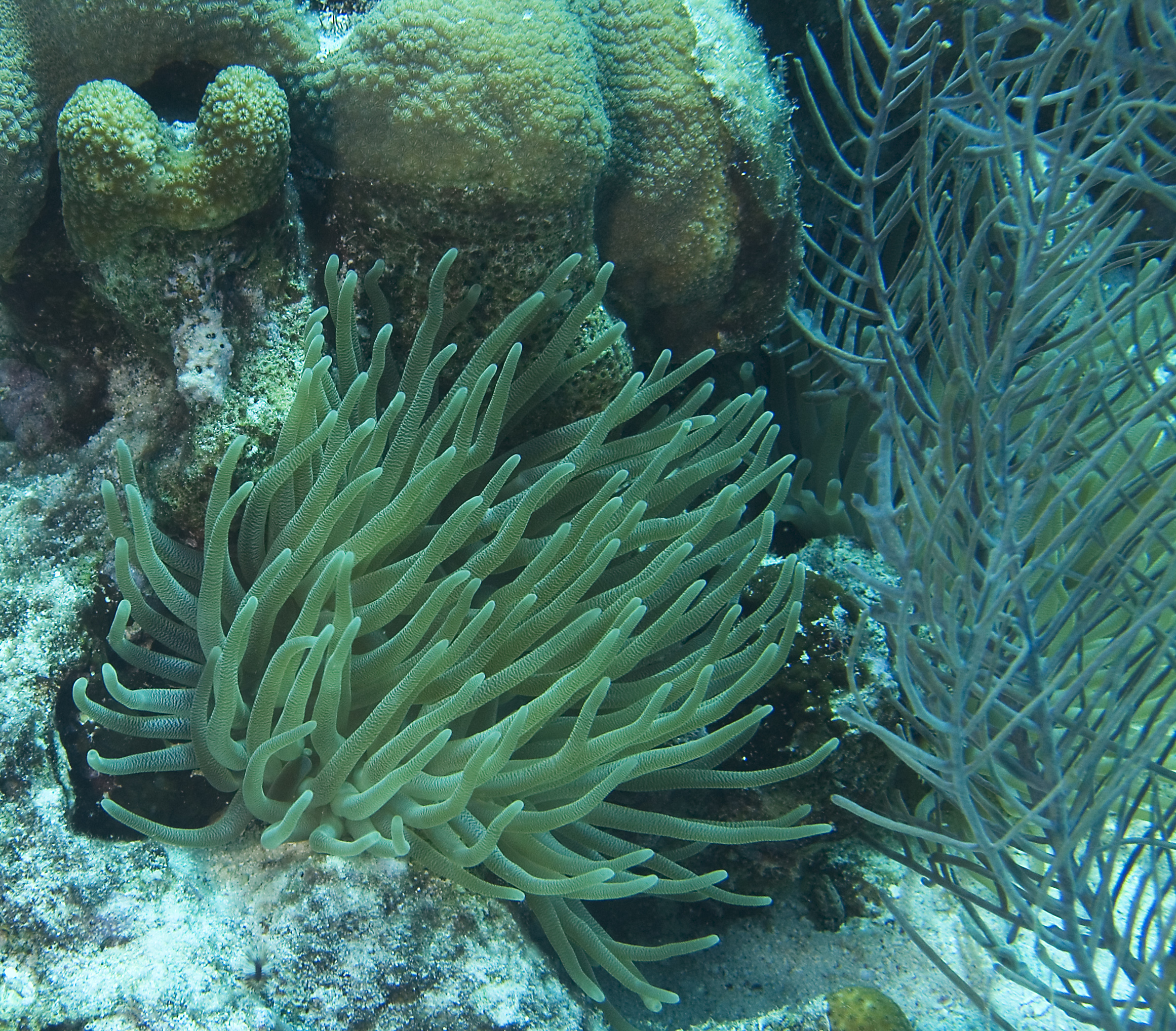 gal/CuracaoFeb09/Anemone_6.jpg