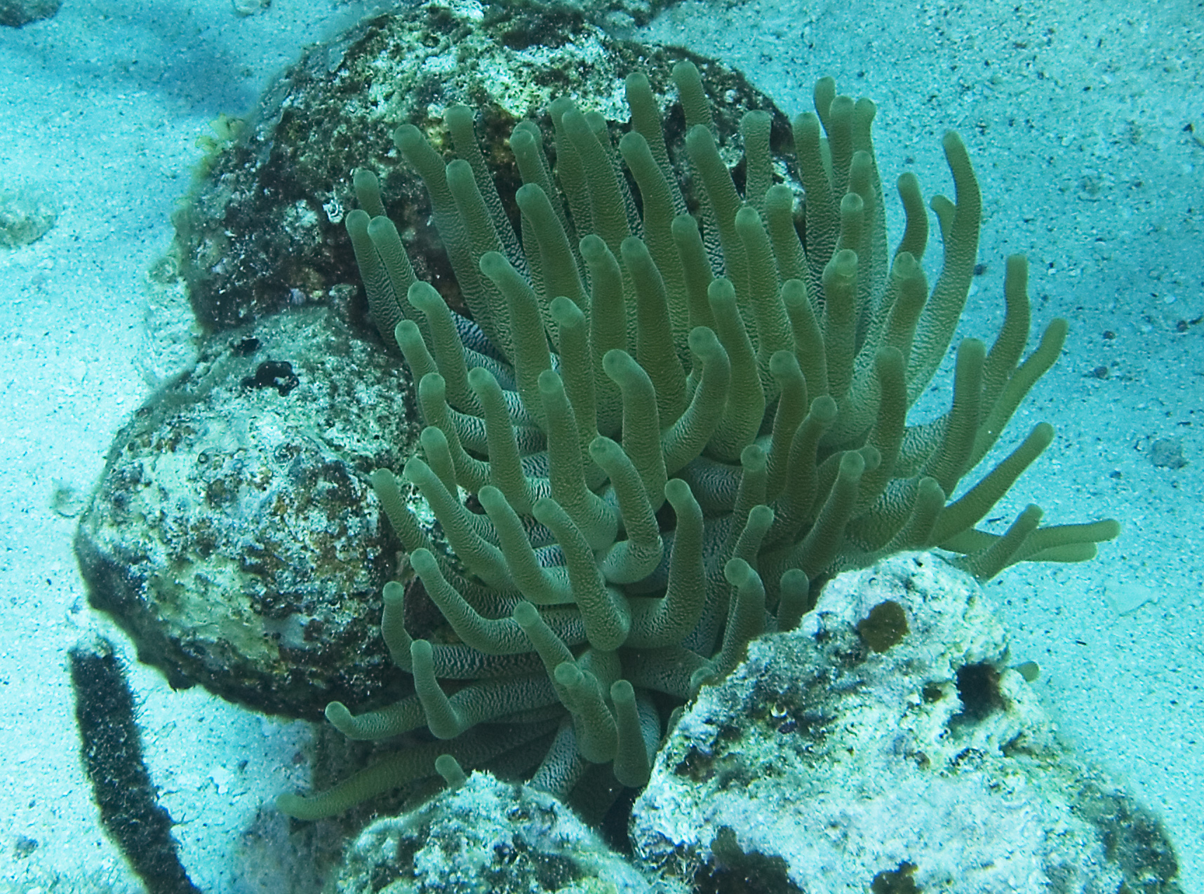 gal/CuracaoFeb09/Anemone_7.jpg