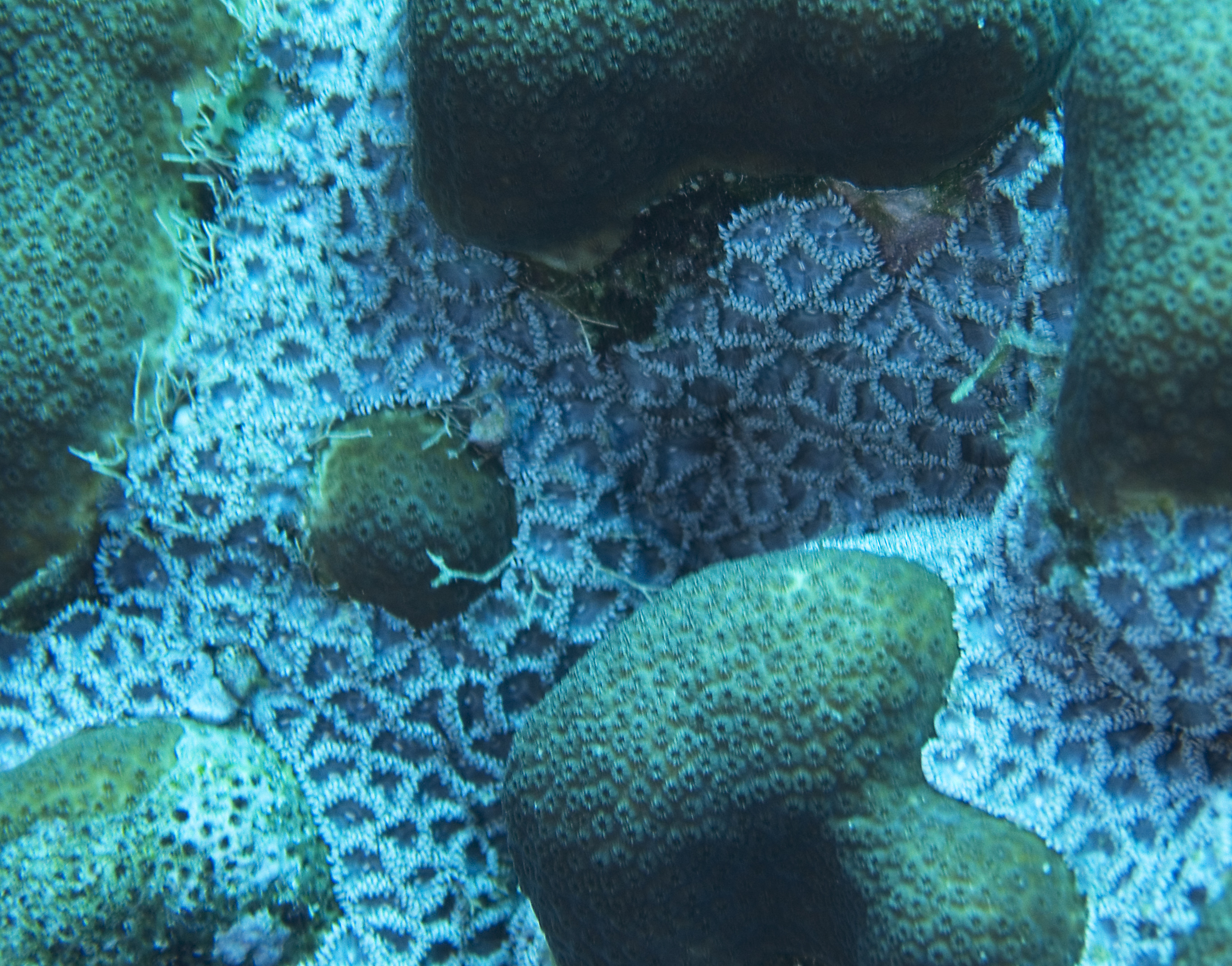 gal/CuracaoFeb09/Coral_Plus_2.jpg
