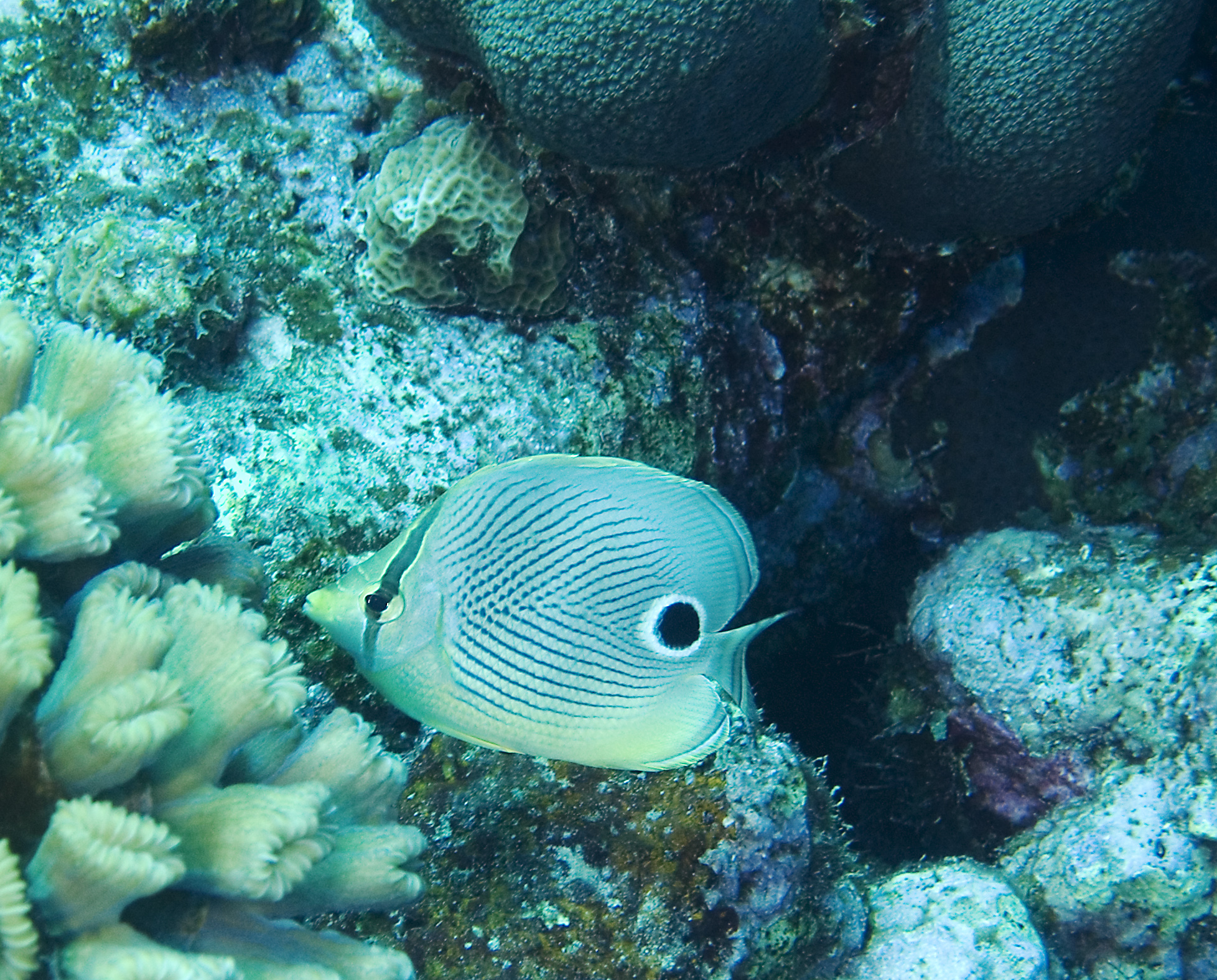 gal/CuracaoFeb09/FoureyeButterflyfish.jpg