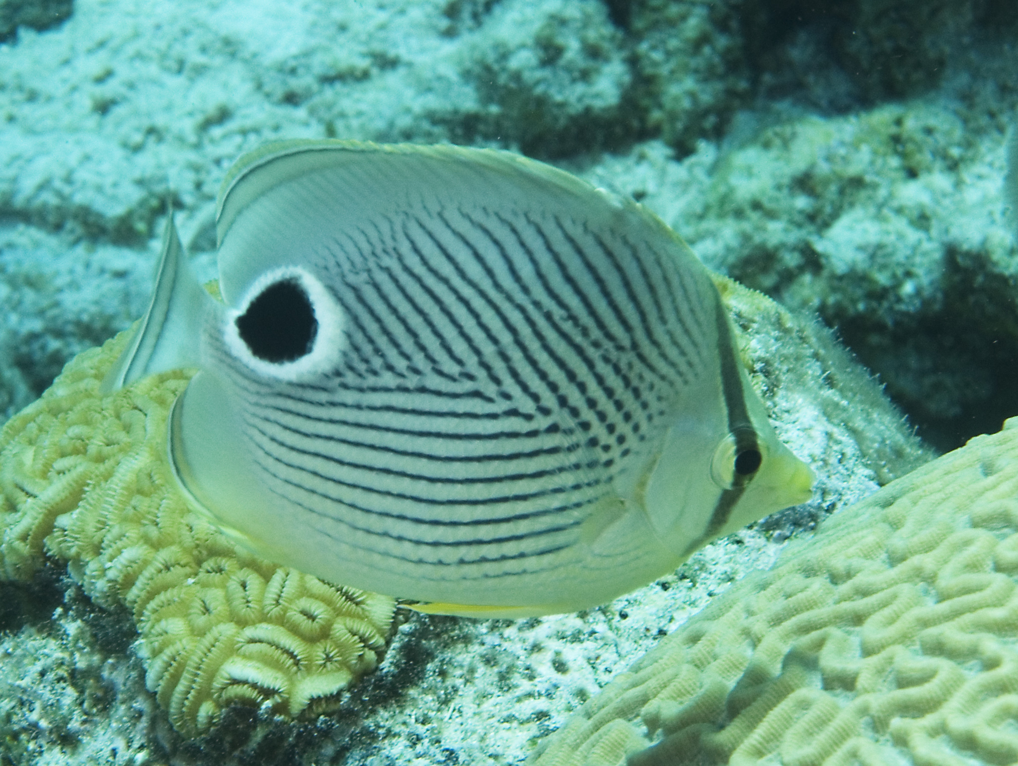 gal/CuracaoFeb09/FoureyeButterflyfish_2.jpg