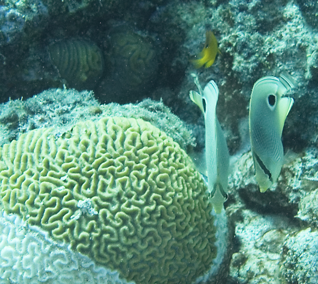 gal/CuracaoFeb09/FoureyeButterflyfish_Pair.jpg