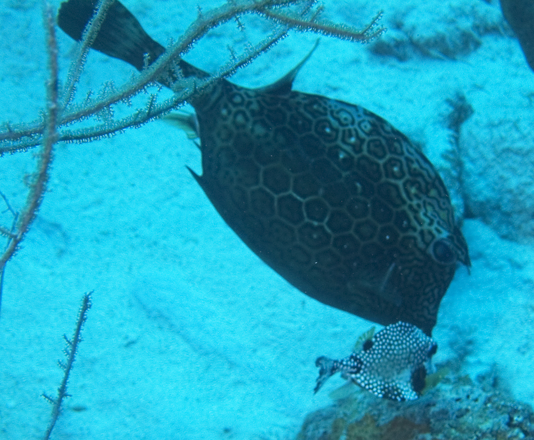 gal/CuracaoFeb09/HoneycombedCowfish_Trunkfish.jpg