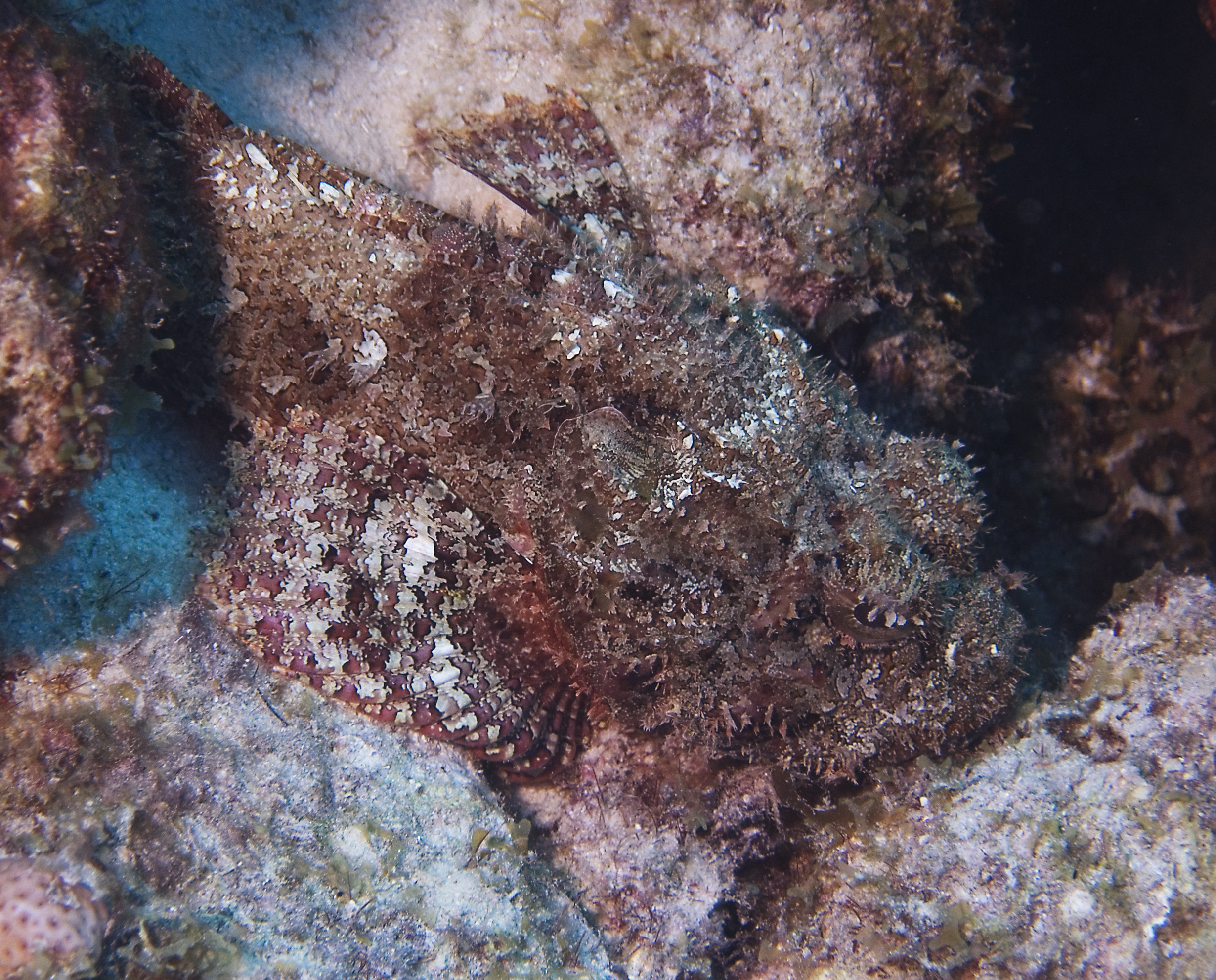 gal/CuracaoFeb09/Scorpionfish_1.jpg