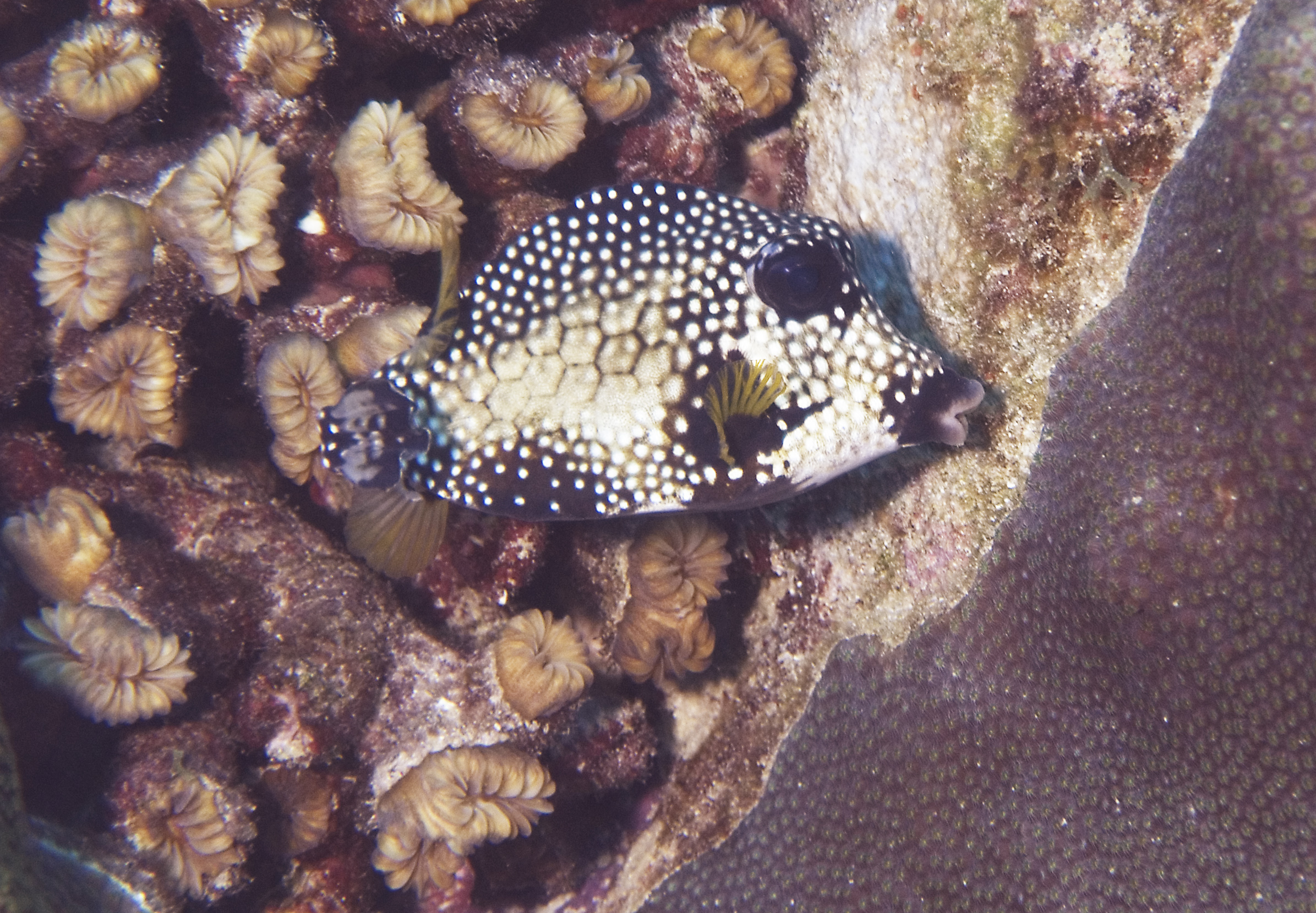 gal/CuracaoFeb09/SmoothTrunkfish.jpg