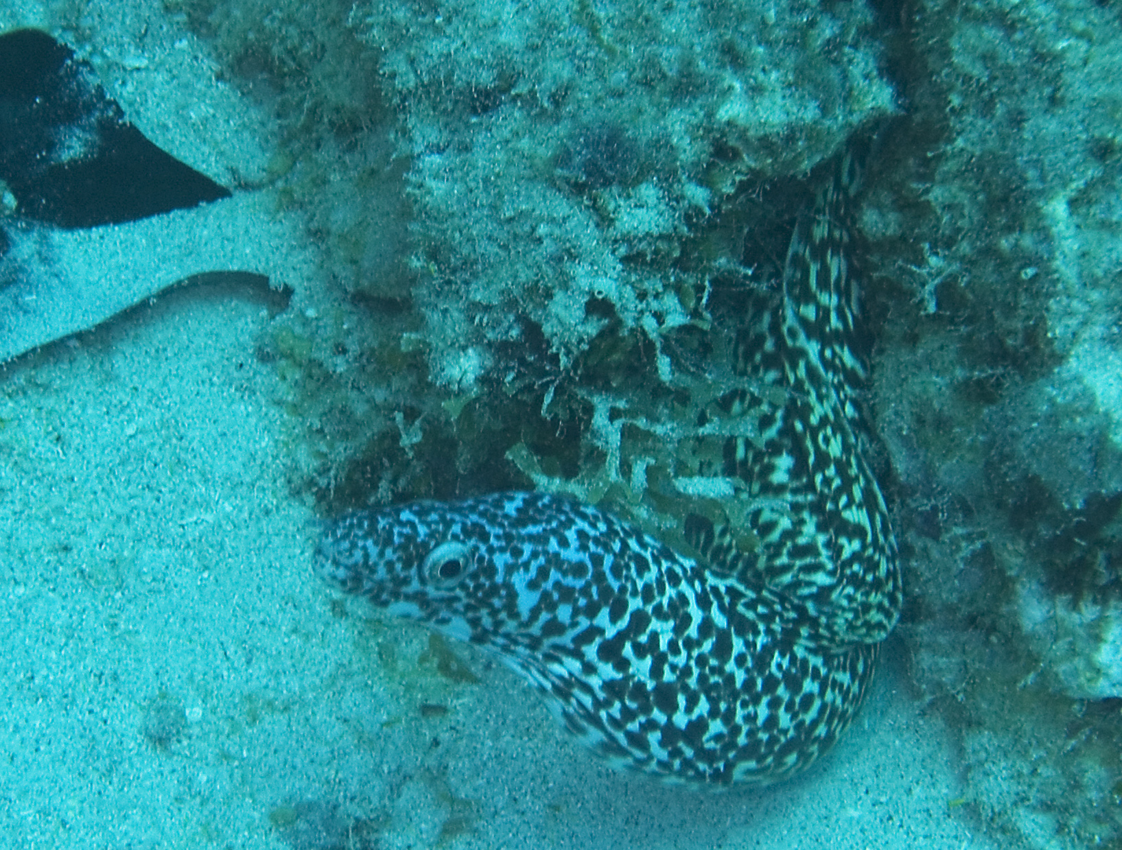 gal/CuracaoFeb09/SpottedMorayEel.jpg