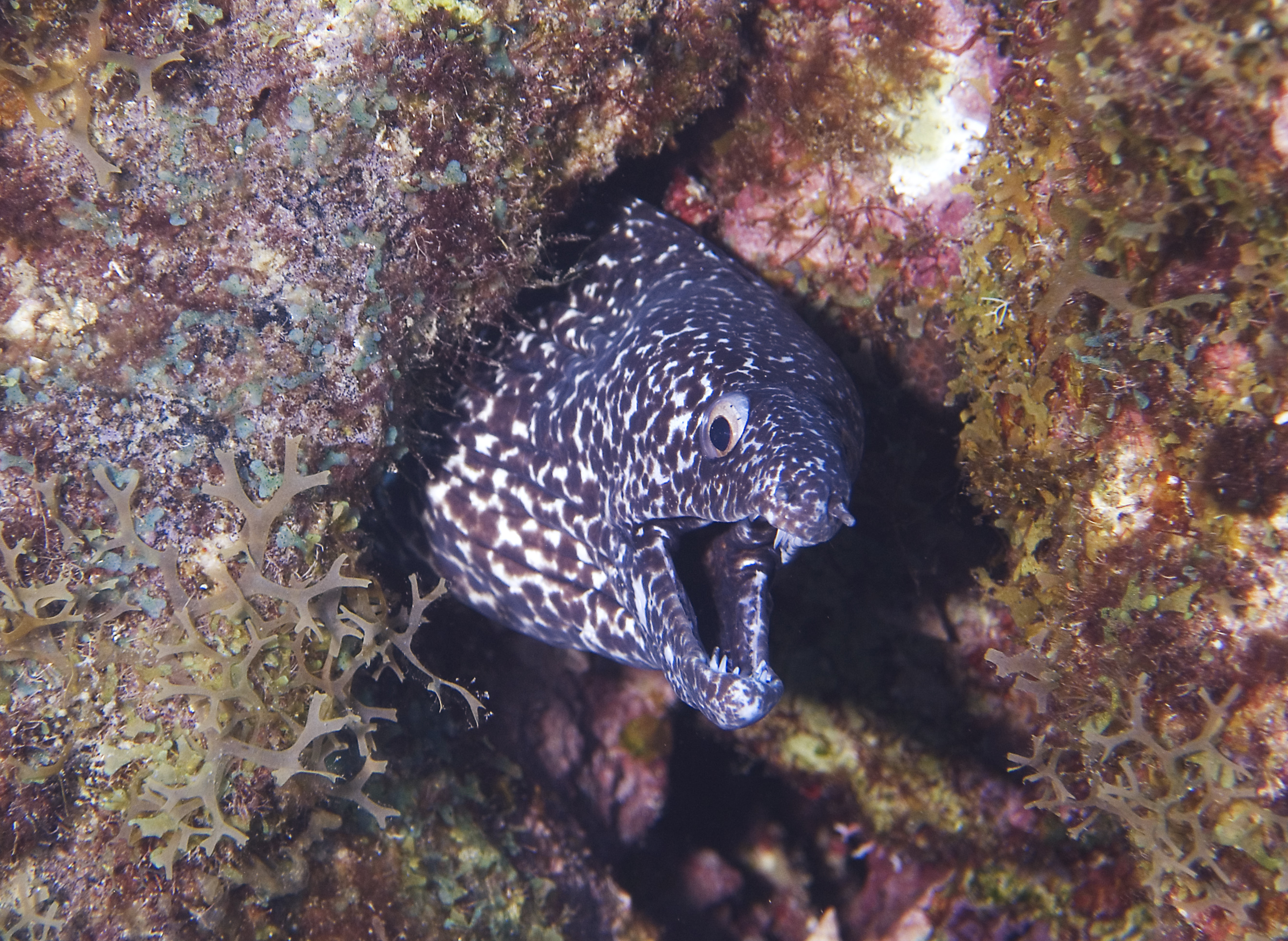 gal/CuracaoFeb09/SpottedMorayEel_4.jpg