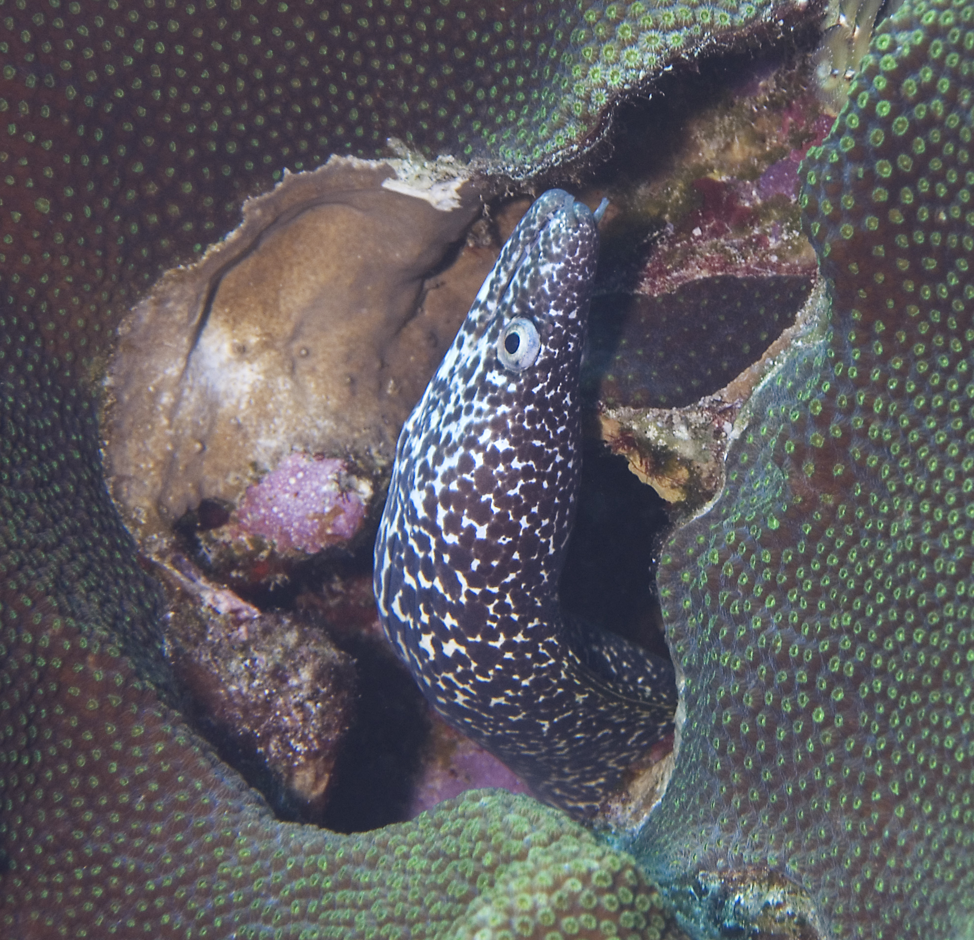 gal/CuracaoFeb09/SpottedMorayEel_5.jpg