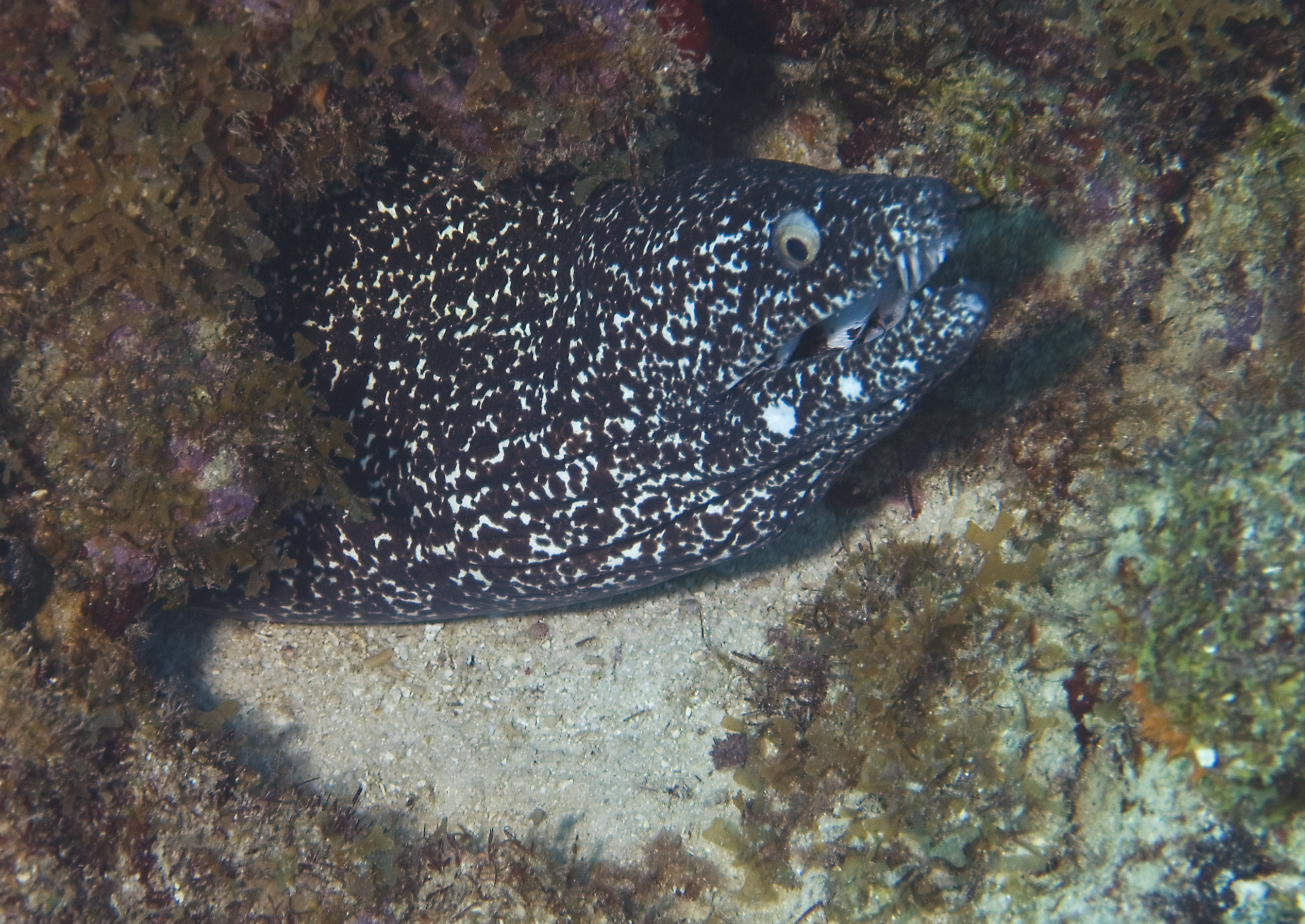 gal/CuracaoFeb09/SpottedMorayEel_7.jpg
