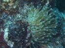 gal/CuracaoFeb09/_thb_Anemone_3.jpg