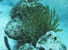 gal/CuracaoFeb09/_thb_Anemone_7.jpg